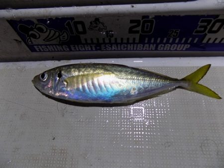 フィッシングボート空風(そらかぜ) 釣果