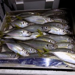 フィッシングボート空風(そらかぜ) 釣果