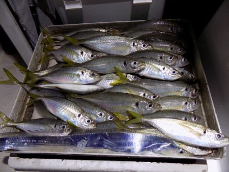 フィッシングボート空風(そらかぜ) 釣果