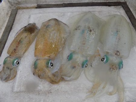 フィッシングボート空風(そらかぜ) 釣果