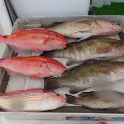 フィッシングボート空風(そらかぜ) 釣果