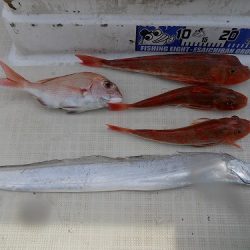 フィッシングボート空風(そらかぜ) 釣果