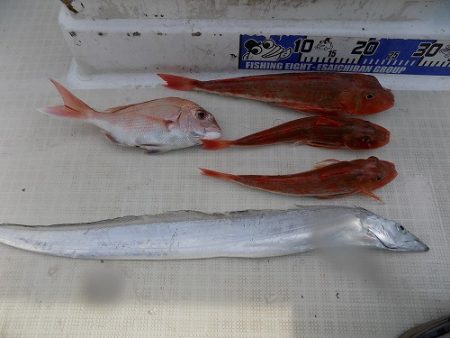 フィッシングボート空風(そらかぜ) 釣果