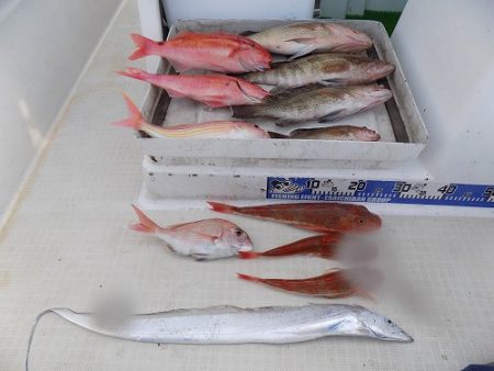 フィッシングボート空風(そらかぜ) 釣果