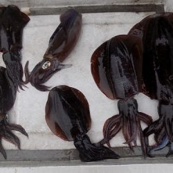 フィッシングボート空風(そらかぜ) 釣果