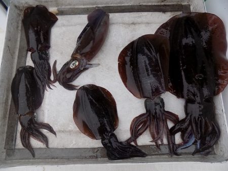 フィッシングボート空風(そらかぜ) 釣果