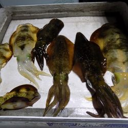 フィッシングボート空風(そらかぜ) 釣果