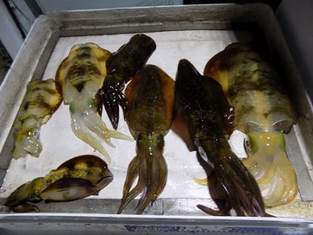 フィッシングボート空風(そらかぜ) 釣果