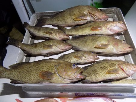 フィッシングボート空風（そらかぜ） 釣果