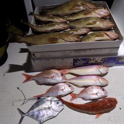 フィッシングボート空風(そらかぜ) 釣果