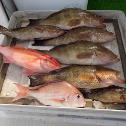 フィッシングボート空風(そらかぜ) 釣果