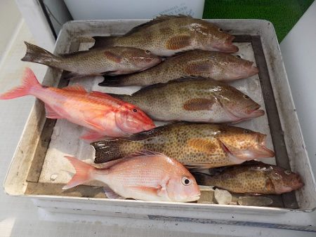 フィッシングボート空風(そらかぜ) 釣果