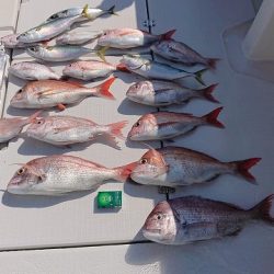 フィッシングボートACE（エース） 釣果