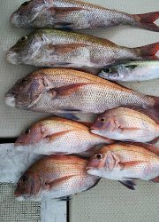 釣り舟 海竜 釣果