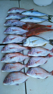 釣り舟　海竜 釣果