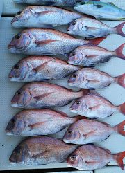 釣り舟　海竜 釣果