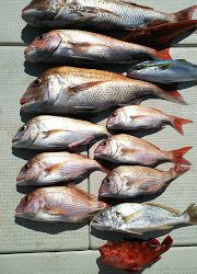 釣り舟　海竜 釣果