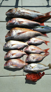 釣り舟　海竜 釣果