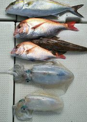 釣り舟 海竜 釣果