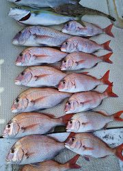 釣り舟 海竜 釣果