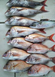 釣り舟　海竜 釣果