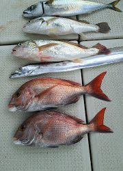 釣り舟 海竜 釣果