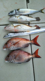 釣り舟　海竜 釣果