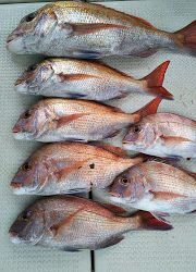 釣り舟 海竜 釣果