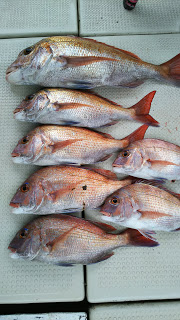 釣り舟　海竜 釣果