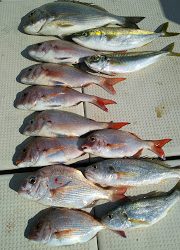 釣り舟　海竜 釣果