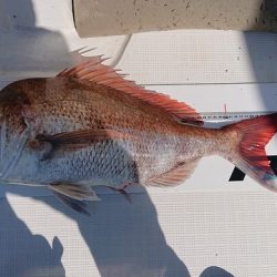 フィッシングボートACE(エース) 釣果