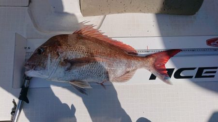 フィッシングボートACE(エース) 釣果