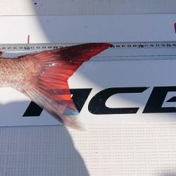 フィッシングボートACE(エース) 釣果