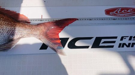 フィッシングボートACE(エース) 釣果