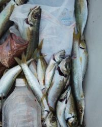 フィッシング太陽 釣果