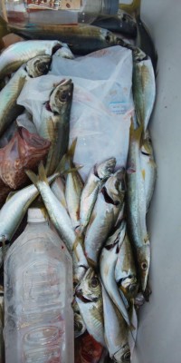 フィッシング太陽 釣果