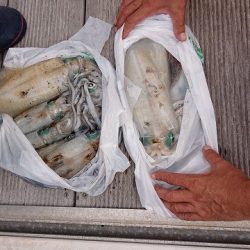 フィッシングボートACE(エース) 釣果