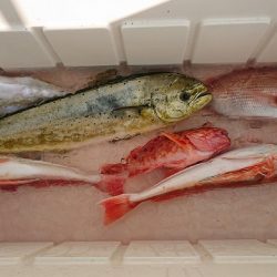 フィッシングボートACE(エース) 釣果