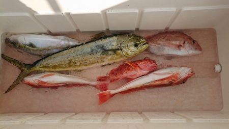 フィッシングボートACE(エース) 釣果