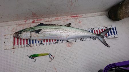 プレジャーボートジギングレポート【メガバス（Megabass）スラッシュビートシリーズ　インプレッション】