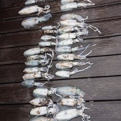 フィッシングボートACE(エース) 釣果