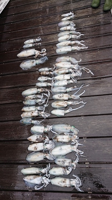 フィッシングボートACE(エース) 釣果