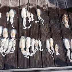 フィッシングボートACE(エース) 釣果