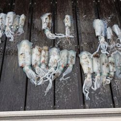 フィッシングボートACE（エース） 釣果