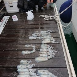 フィッシングボートACE（エース） 釣果