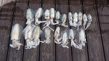 フィッシングボートACE（エース） 釣果