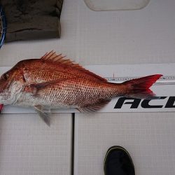 フィッシングボートACE(エース) 釣果