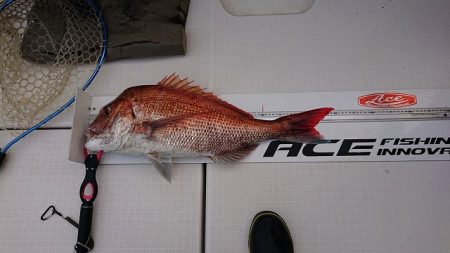 フィッシングボートACE(エース) 釣果