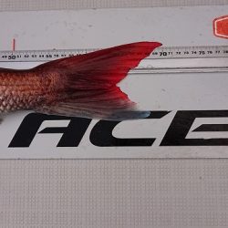 フィッシングボートACE(エース) 釣果