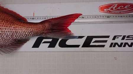 フィッシングボートACE(エース) 釣果